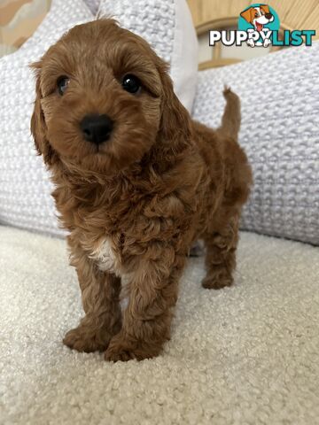 TOY CAVOODLE PUPPIES  READY NOW DNA CLEAR