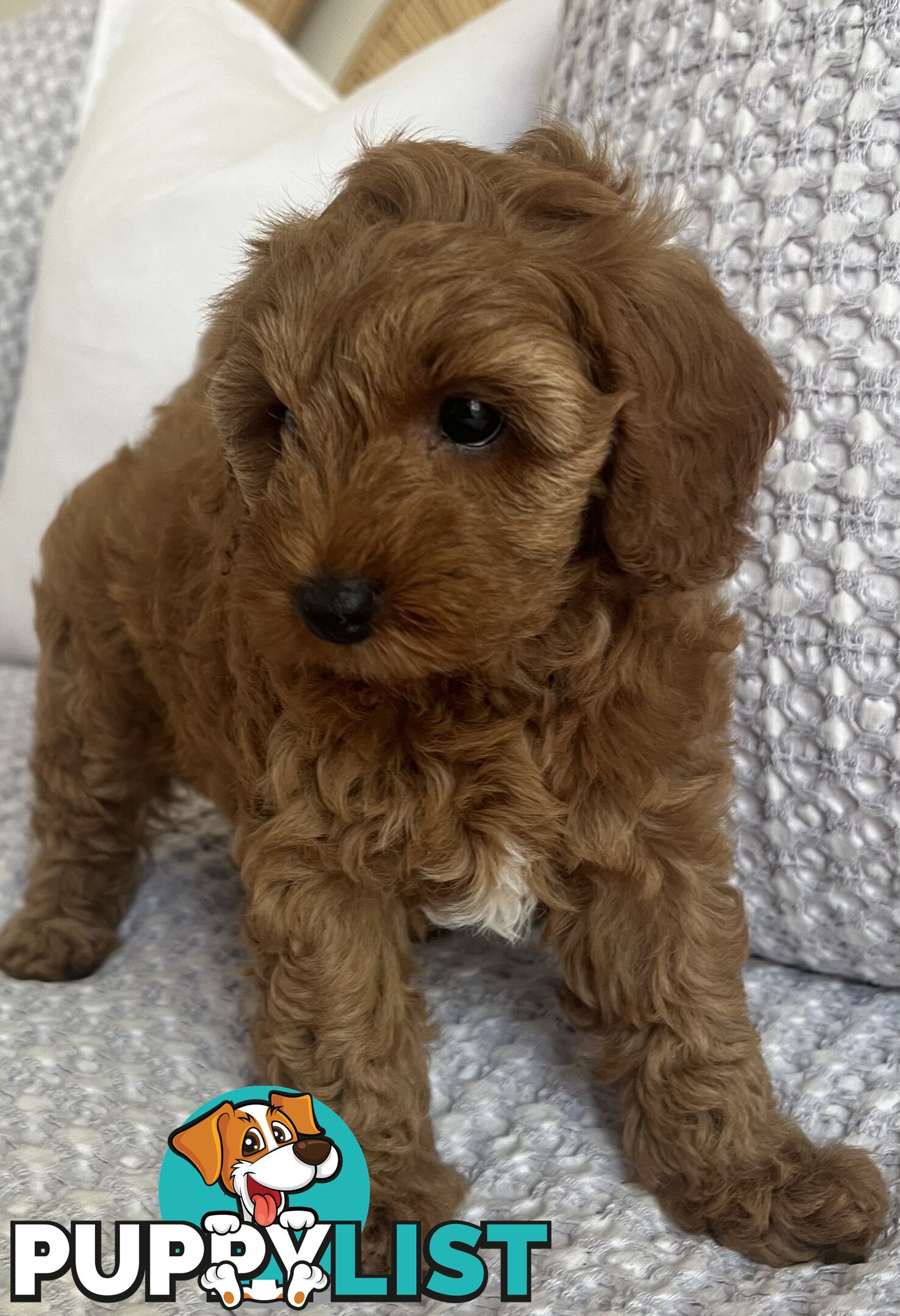 TOY CAVOODLE PUPPIES  READY NOW DNA CLEAR