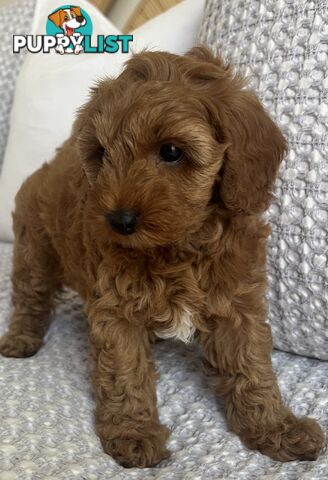 TOY CAVOODLE PUPPIES  READY NOW DNA CLEAR