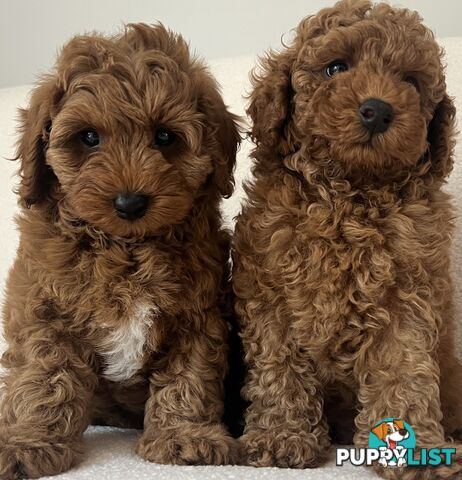 TOY CAVOODLE PUPPIES  READY NOW DNA CLEAR