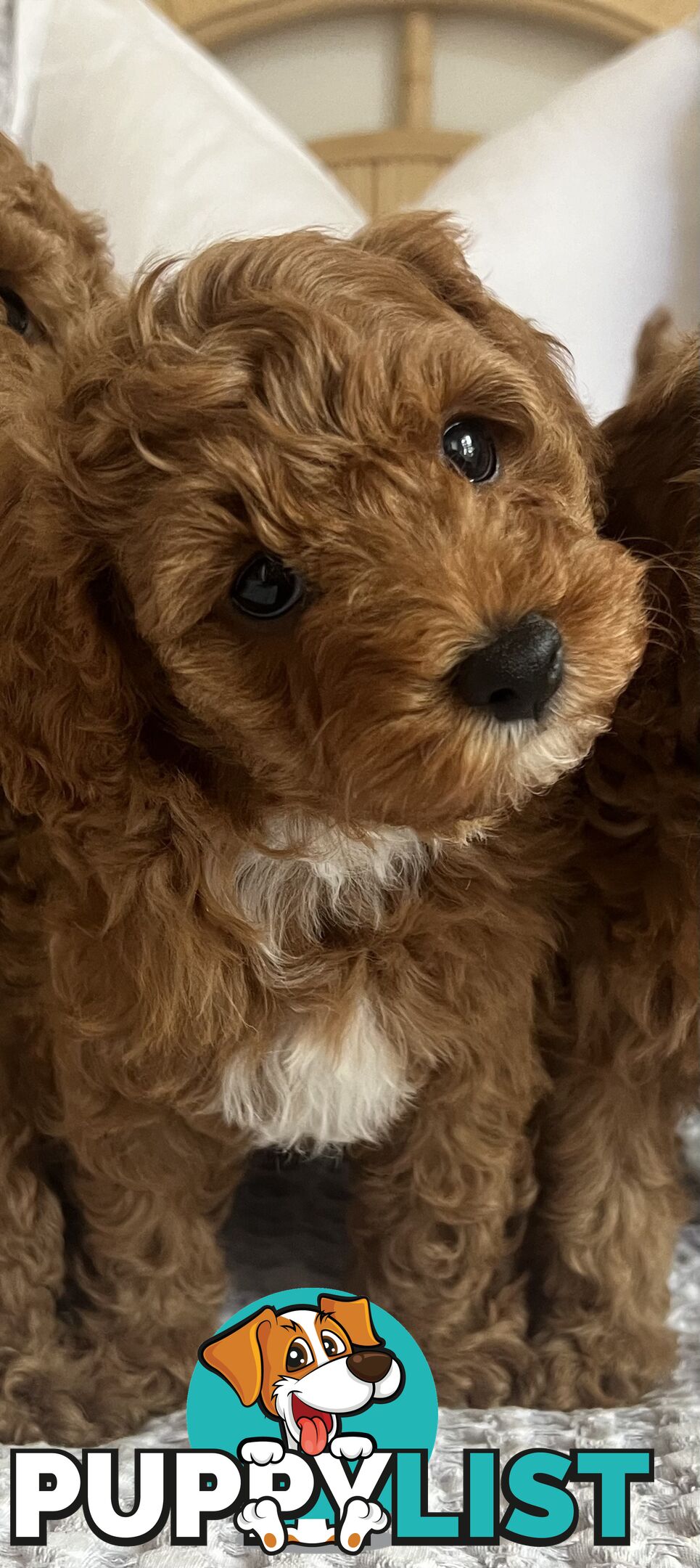 TOY CAVOODLE PUPPIES  READY NOW DNA CLEAR