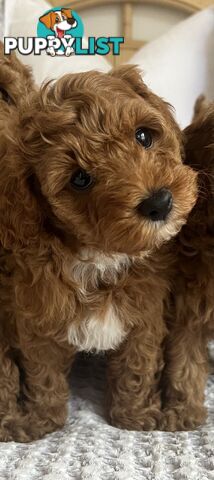 TOY CAVOODLE PUPPIES  READY NOW DNA CLEAR