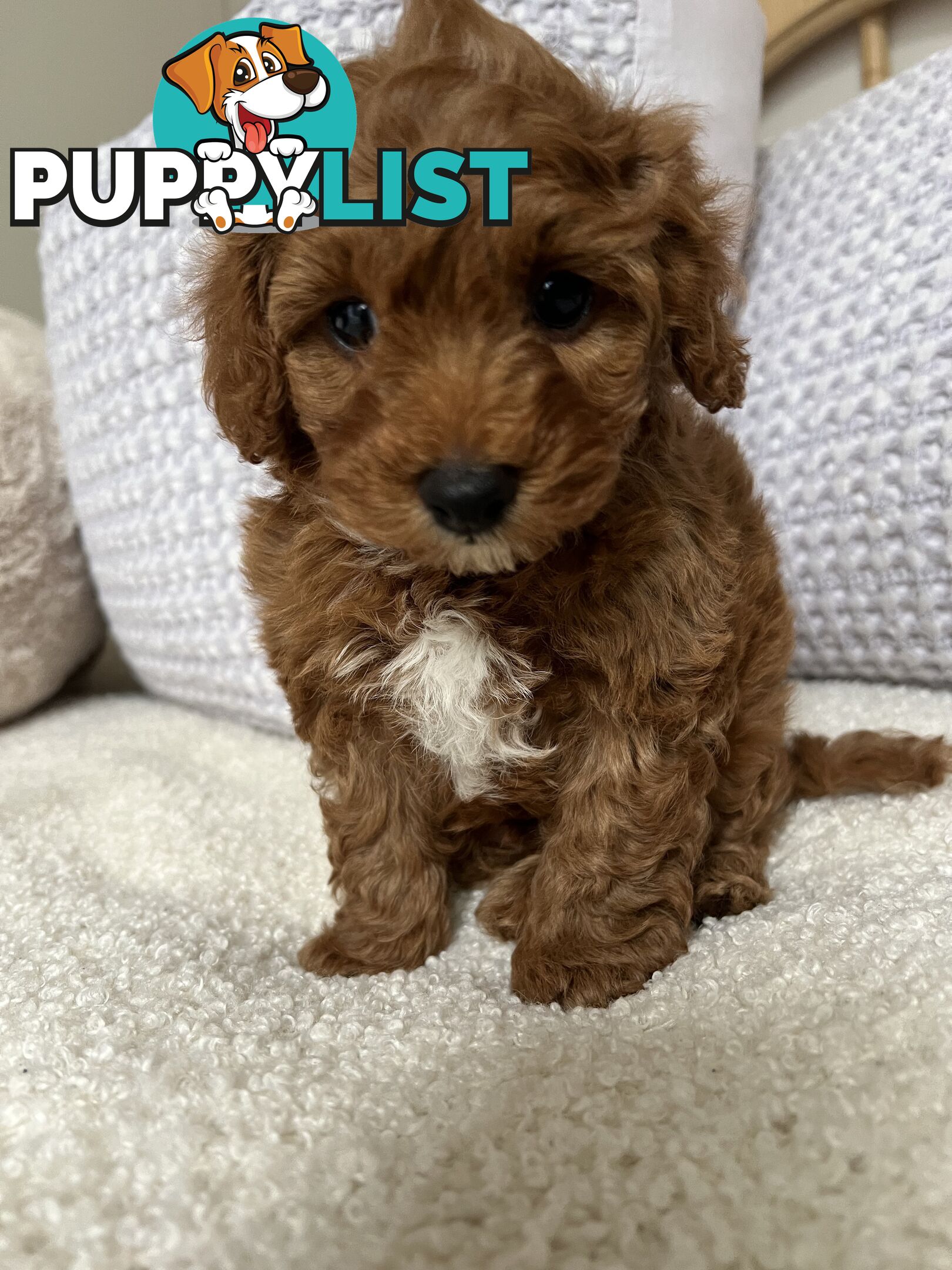 TOY CAVOODLE PUPPIES  READY NOW DNA CLEAR