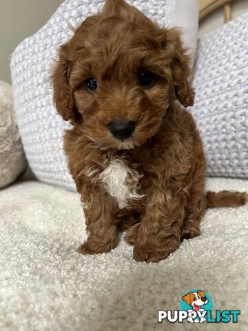 TOY CAVOODLE PUPPIES  READY NOW DNA CLEAR