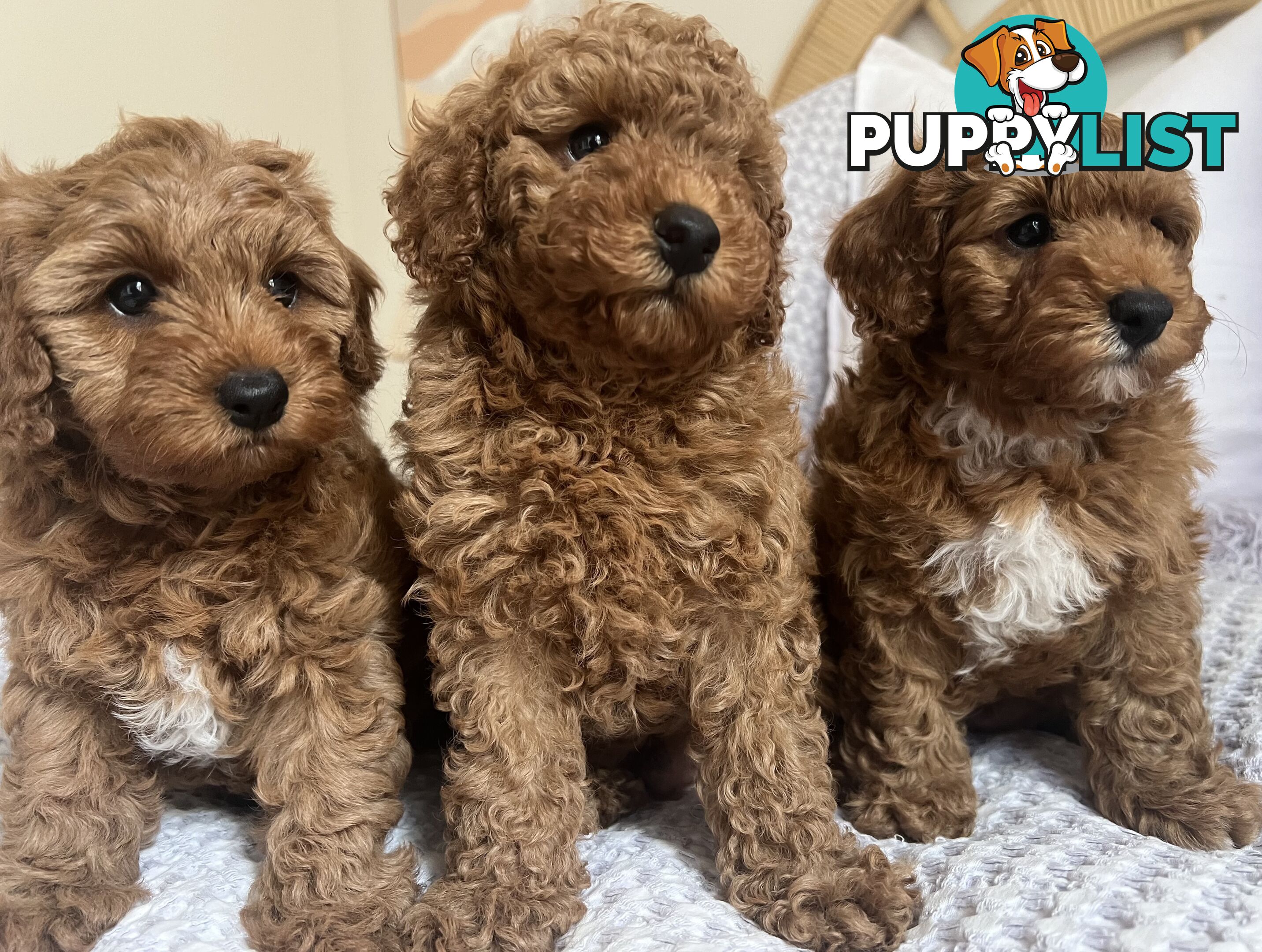 TOY CAVOODLE PUPPIES  READY NOW DNA CLEAR