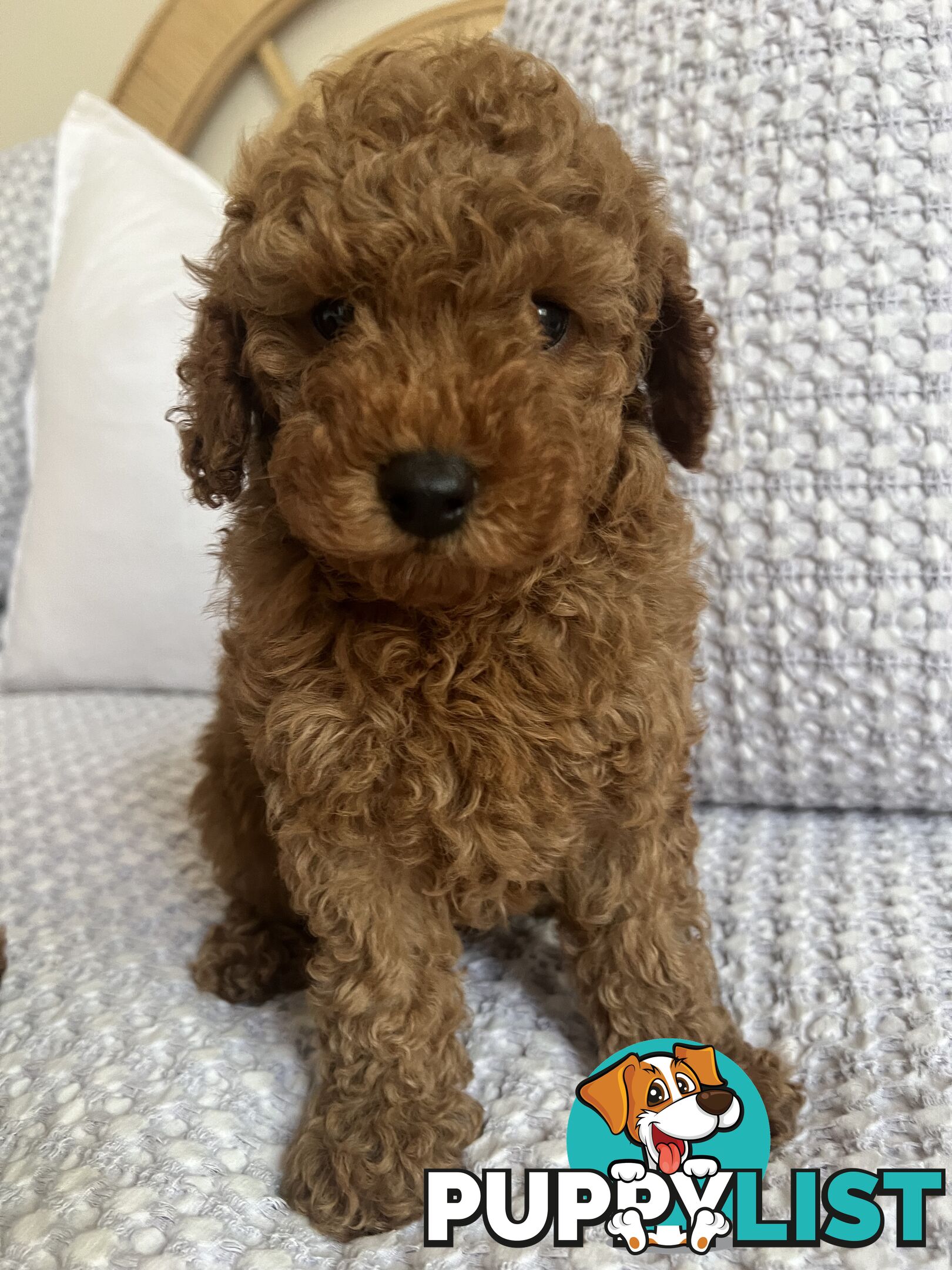 TOY CAVOODLE PUPPIES  READY NOW DNA CLEAR