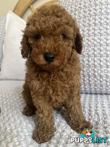 TOY CAVOODLE PUPPIES  READY NOW DNA CLEAR