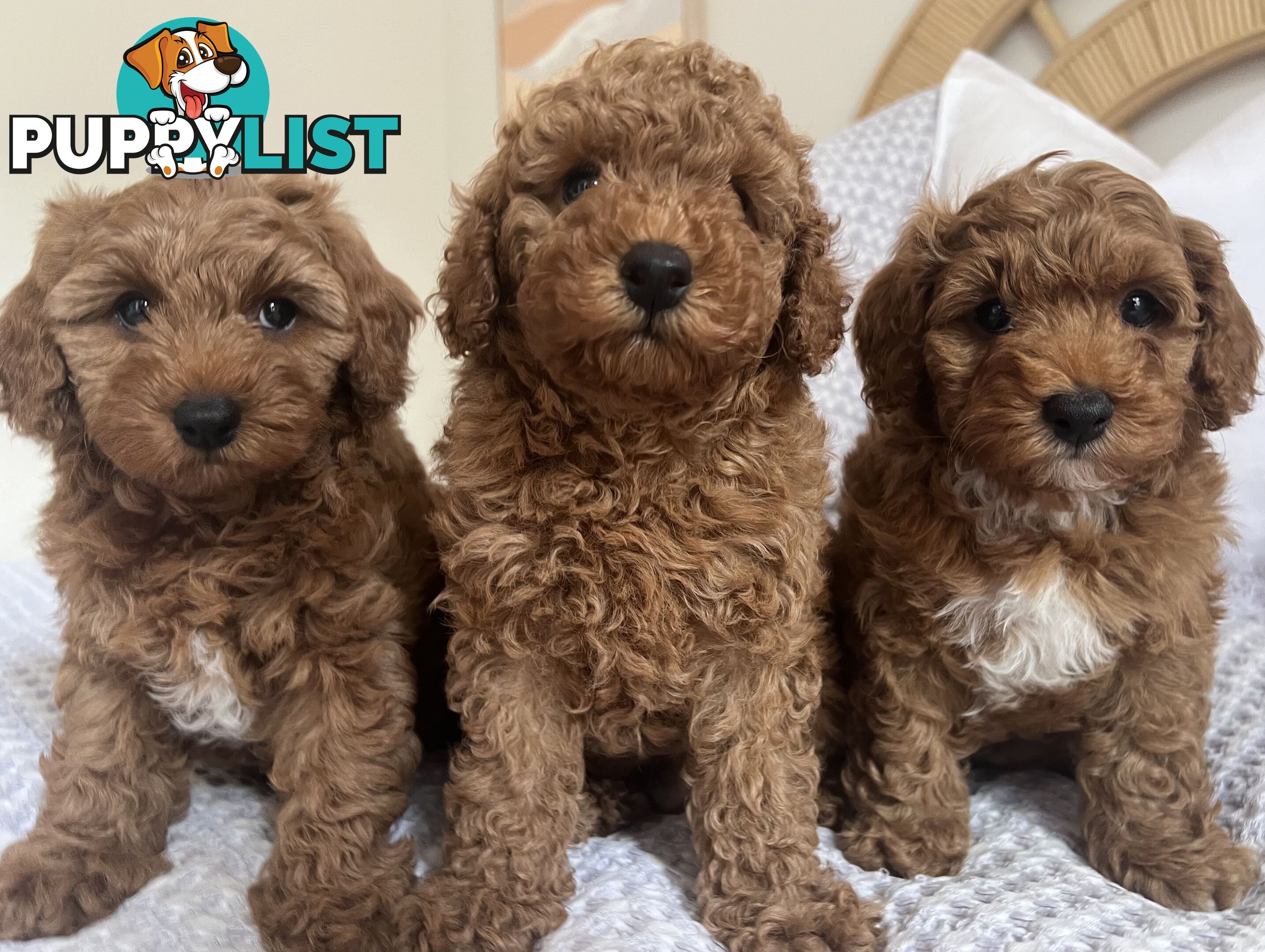 TOY CAVOODLE PUPPIES  READY NOW DNA CLEAR