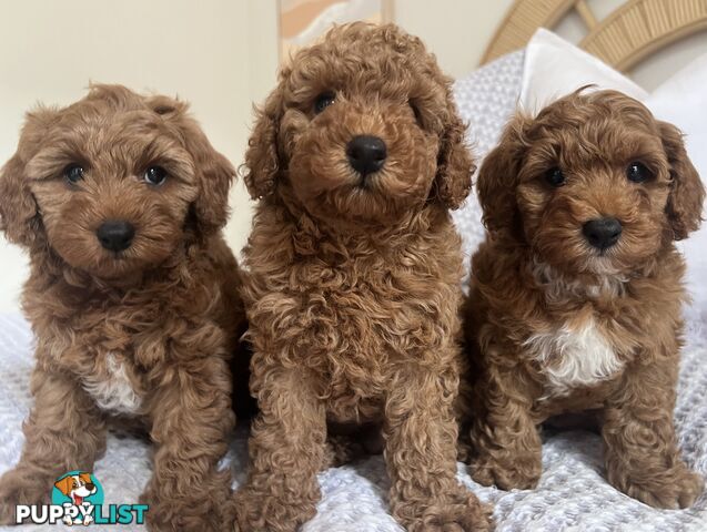 TOY CAVOODLE PUPPIES  READY NOW DNA CLEAR