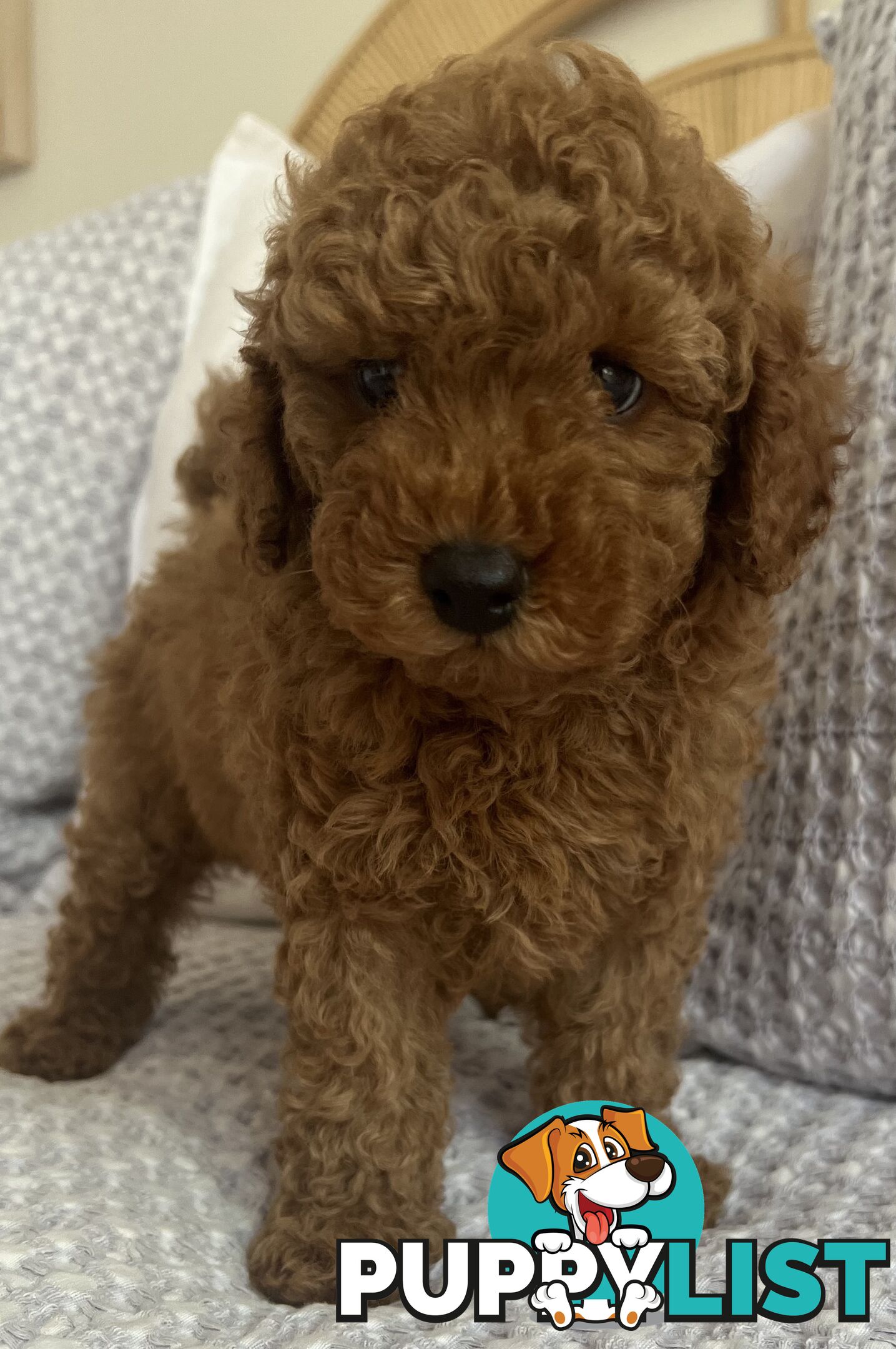 TOY CAVOODLE PUPPIES  READY NOW DNA CLEAR