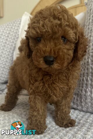 TOY CAVOODLE PUPPIES  READY NOW DNA CLEAR