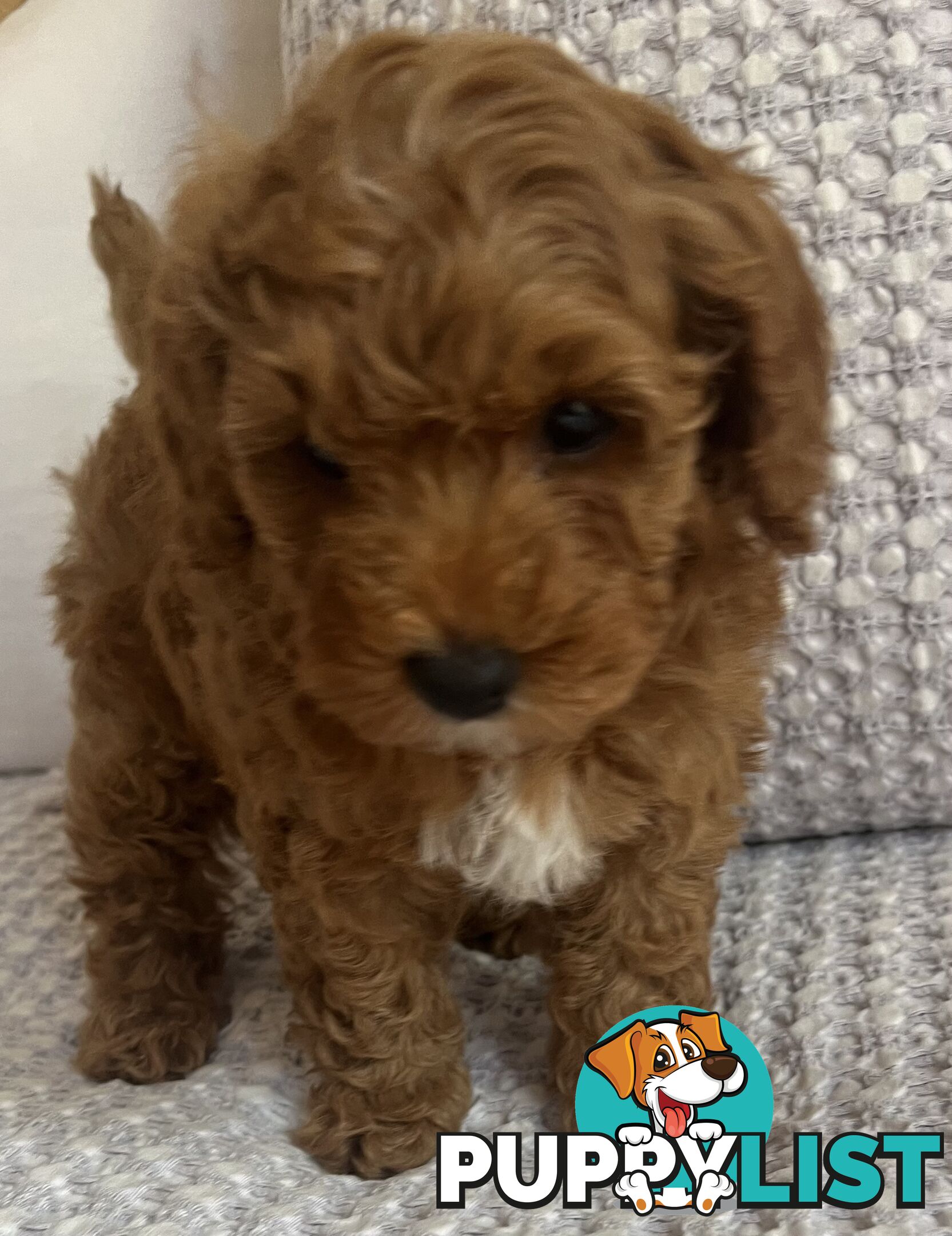 TOY CAVOODLE PUPPIES  READY NOW DNA CLEAR