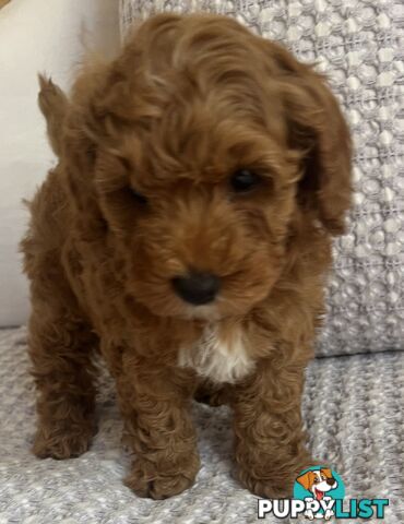 TOY CAVOODLE PUPPIES  READY NOW DNA CLEAR