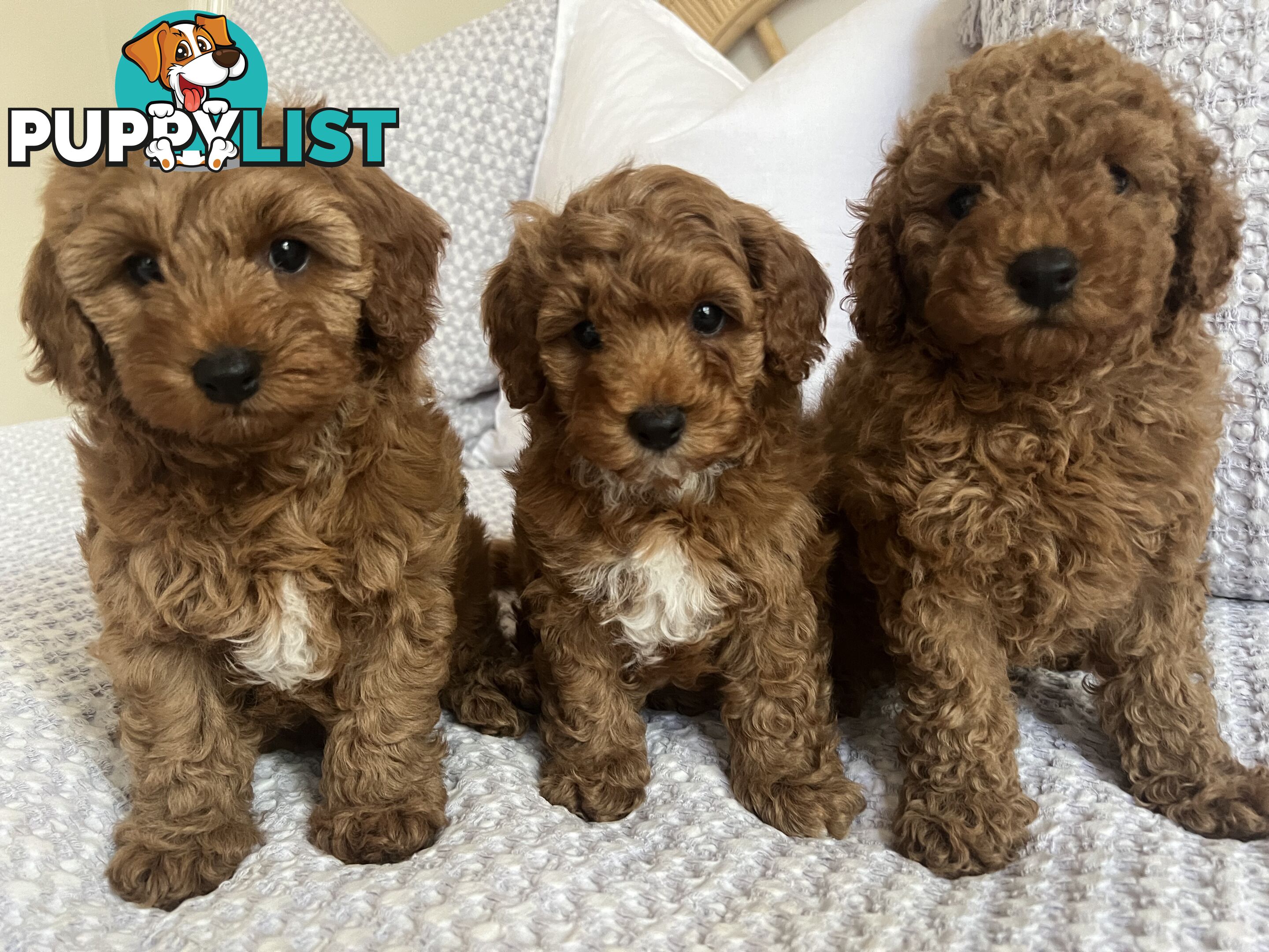 TOY CAVOODLE PUPPIES  READY NOW DNA CLEAR