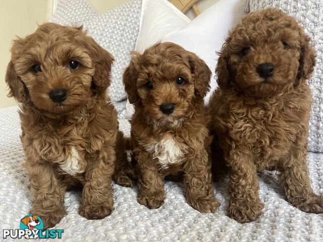 TOY CAVOODLE PUPPIES  READY NOW DNA CLEAR