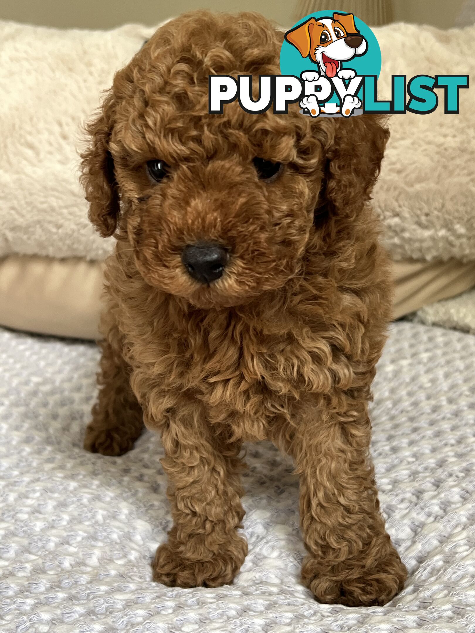 TOY CAVOODLE PUPPIES  READY NOW DNA CLEAR