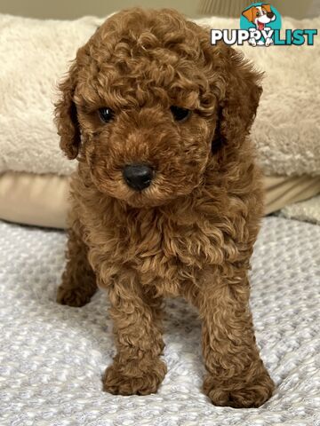 TOY CAVOODLE PUPPIES  READY NOW DNA CLEAR