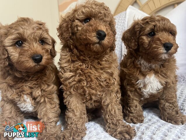 TOY CAVOODLE PUPPIES  READY NOW DNA CLEAR