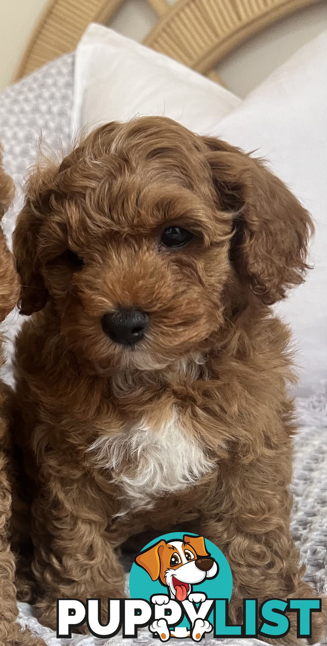 TOY CAVOODLE PUPPIES  READY NOW DNA CLEAR