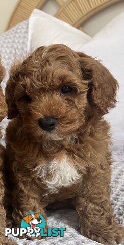 TOY CAVOODLE PUPPIES  READY NOW DNA CLEAR