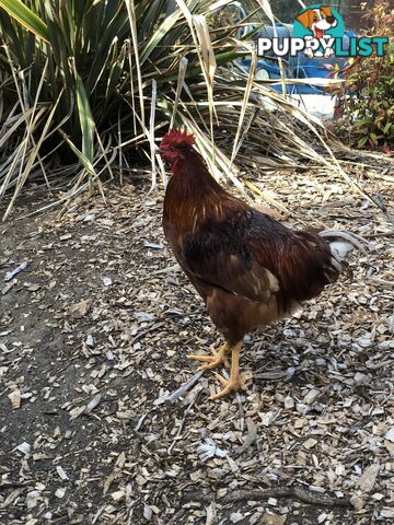Isa brown rooster
