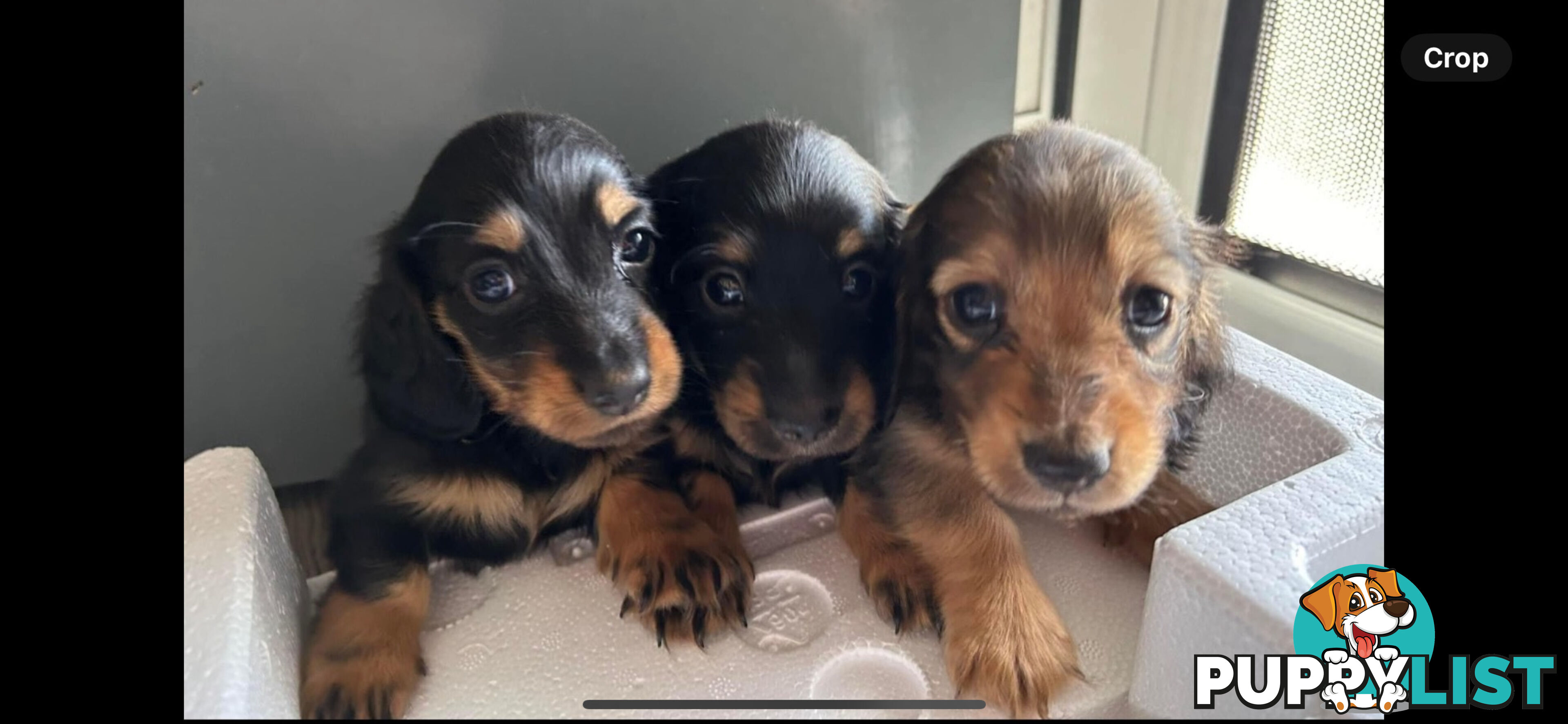 Miniature pure breed long hair daschaund puppies.