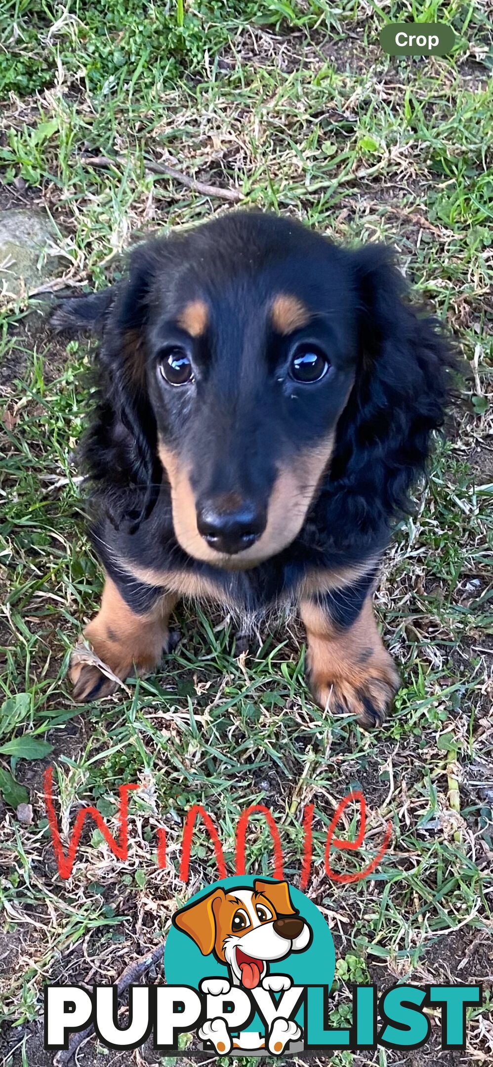 Miniature pure breed long hair daschaund puppies.