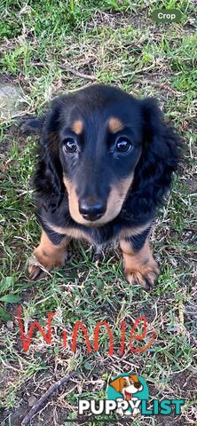 Miniature pure breed long hair daschaund puppies.