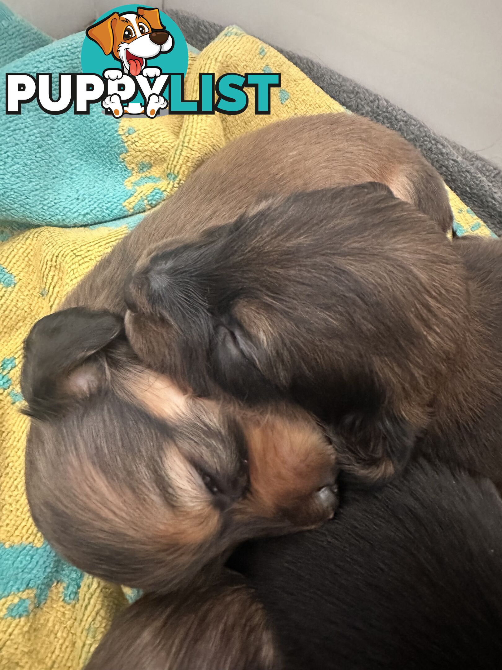 Miniature pure breed long hair daschaund puppies.