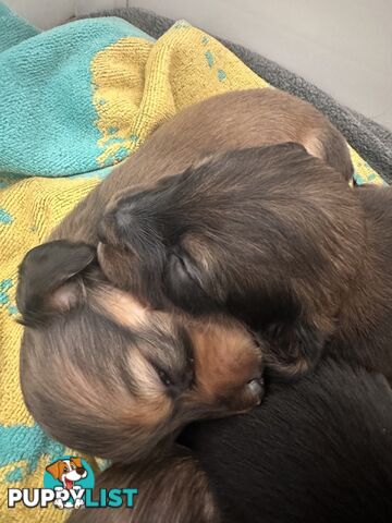 Miniature pure breed long hair daschaund puppies.