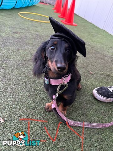 Miniature pure breed long hair daschaund puppies.