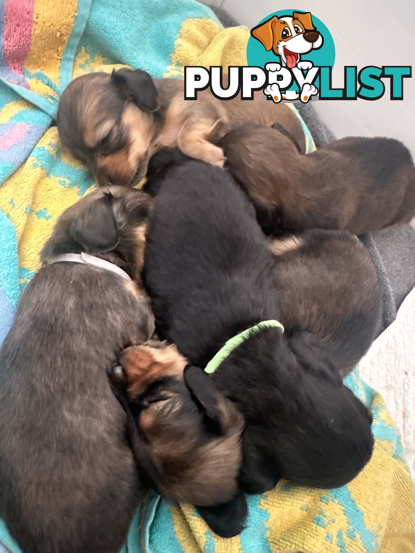 Miniature pure breed long hair daschaund puppies.