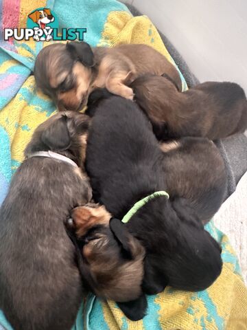 Miniature pure breed long hair daschaund puppies.