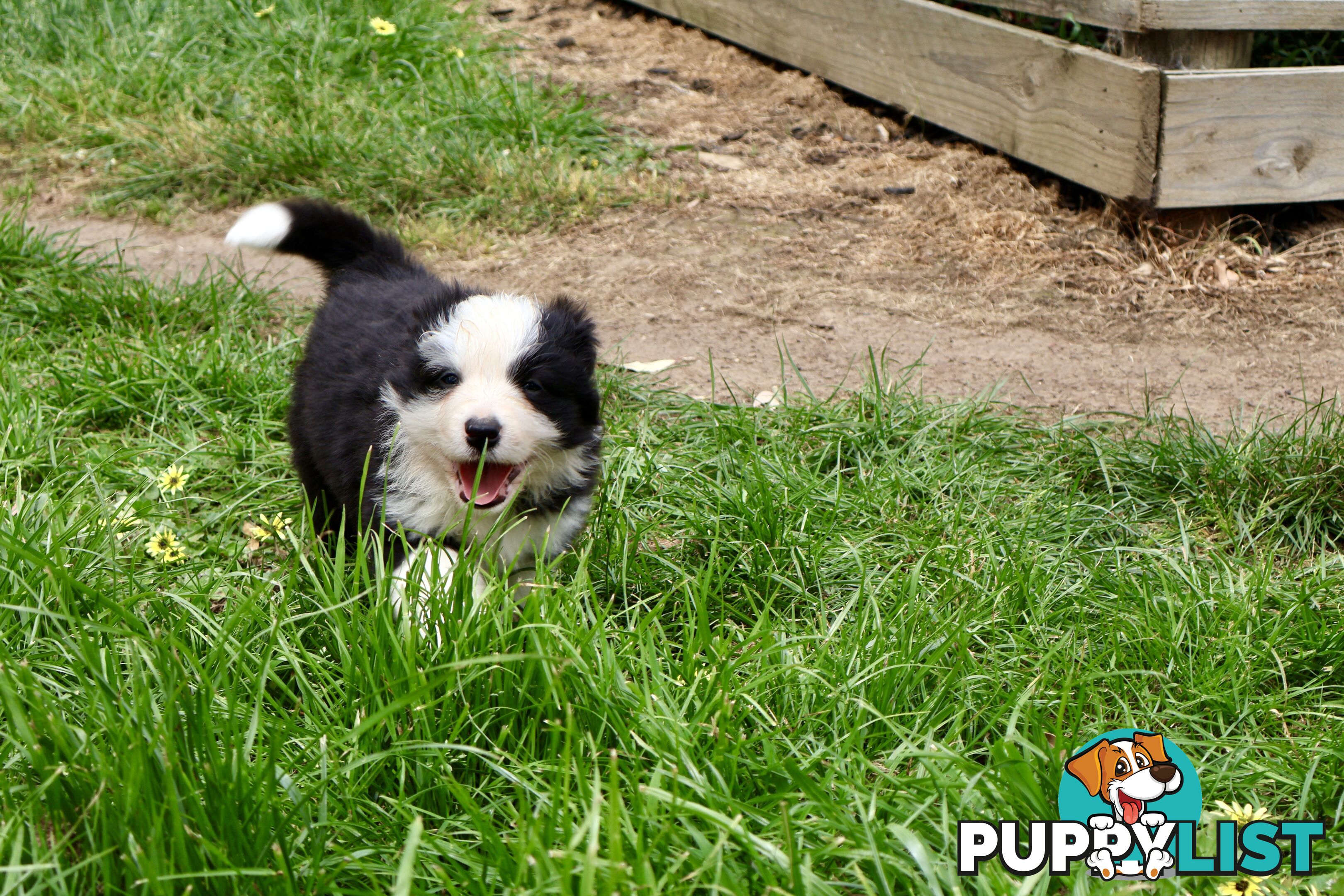 Stunning pedigree border collies