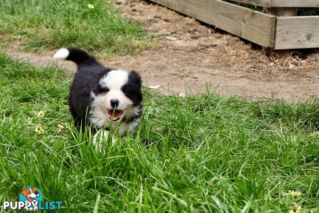 Stunning pedigree border collies