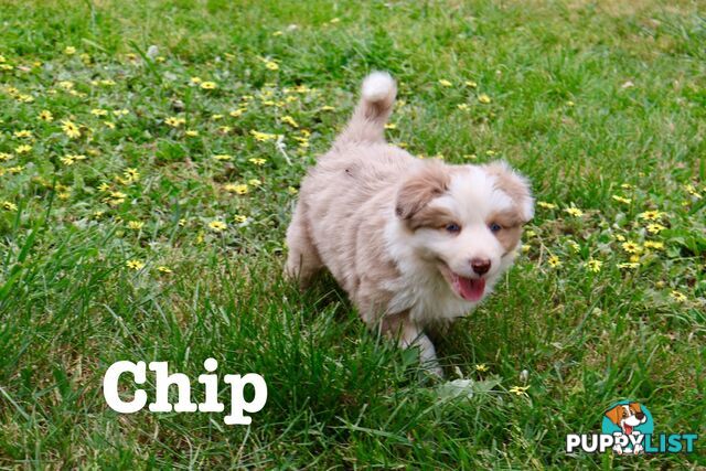 Stunning pedigree border collies