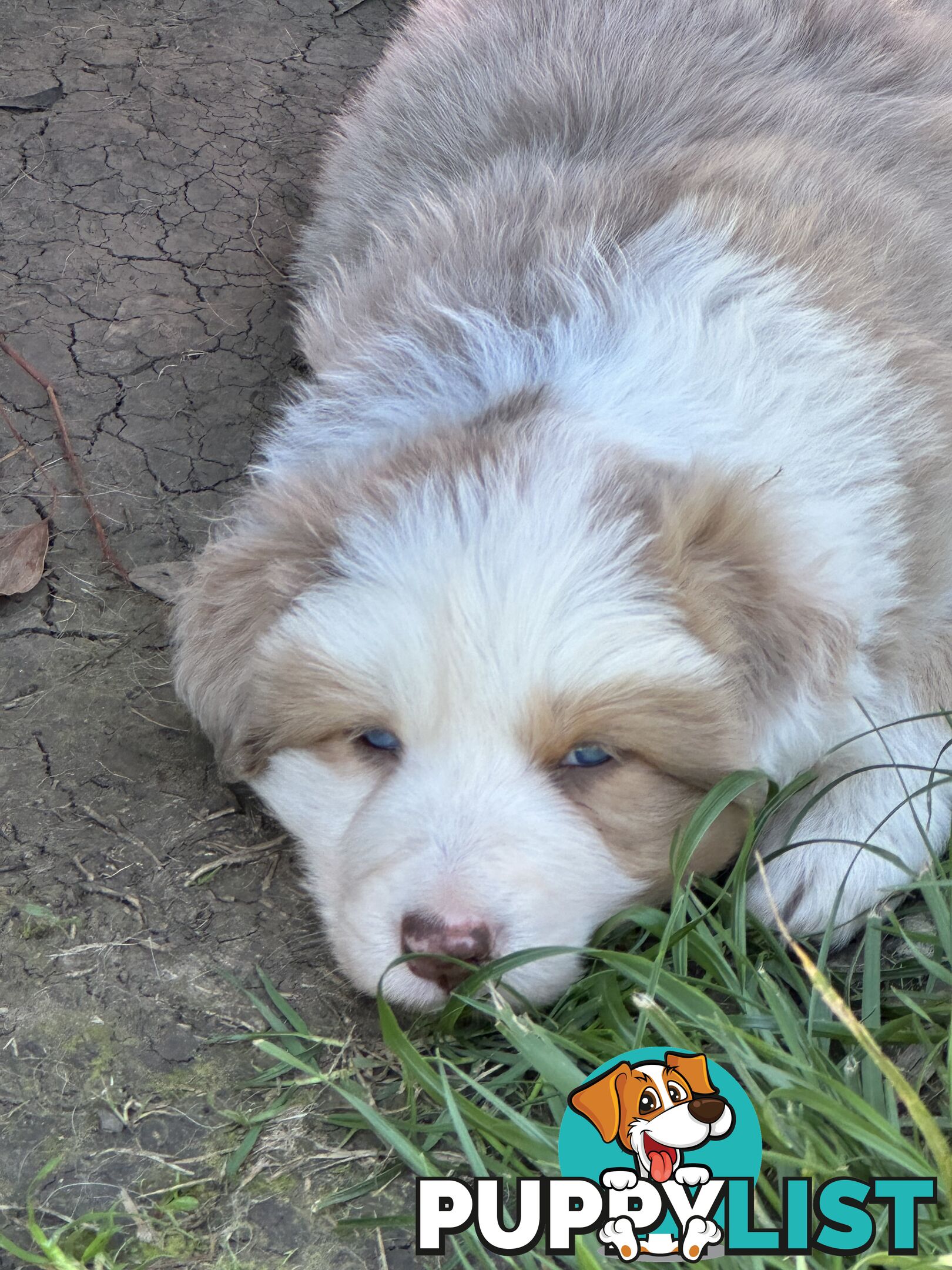 Stunning pedigree border collies