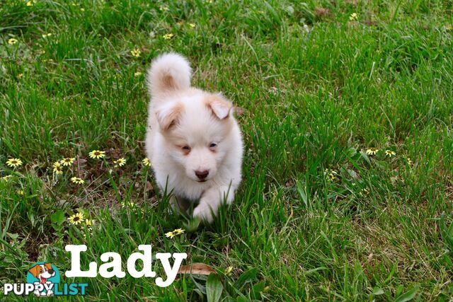 Stunning pedigree border collies