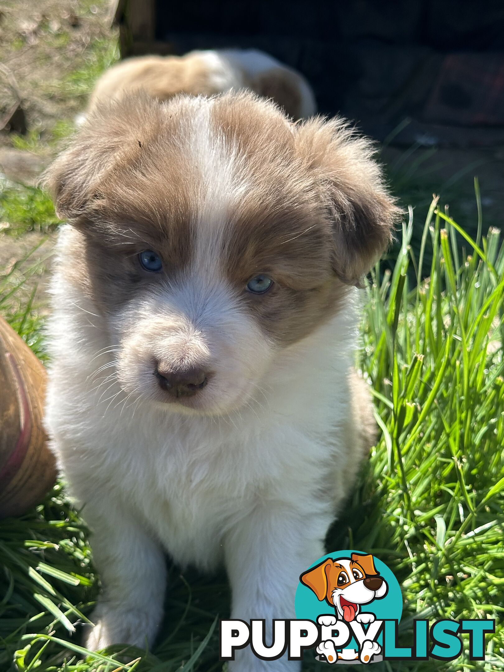 Stunning pedigree border collies