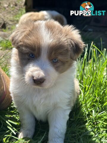 Stunning pedigree border collies