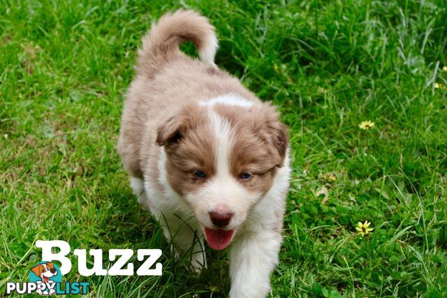 Stunning pedigree border collies