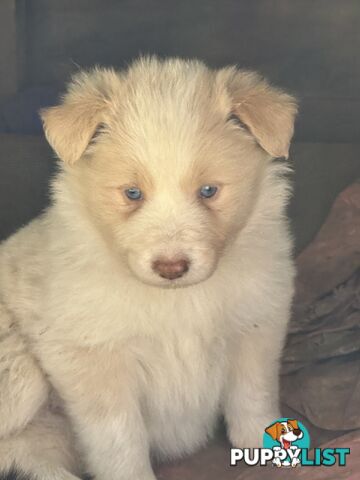 Stunning pedigree border collies