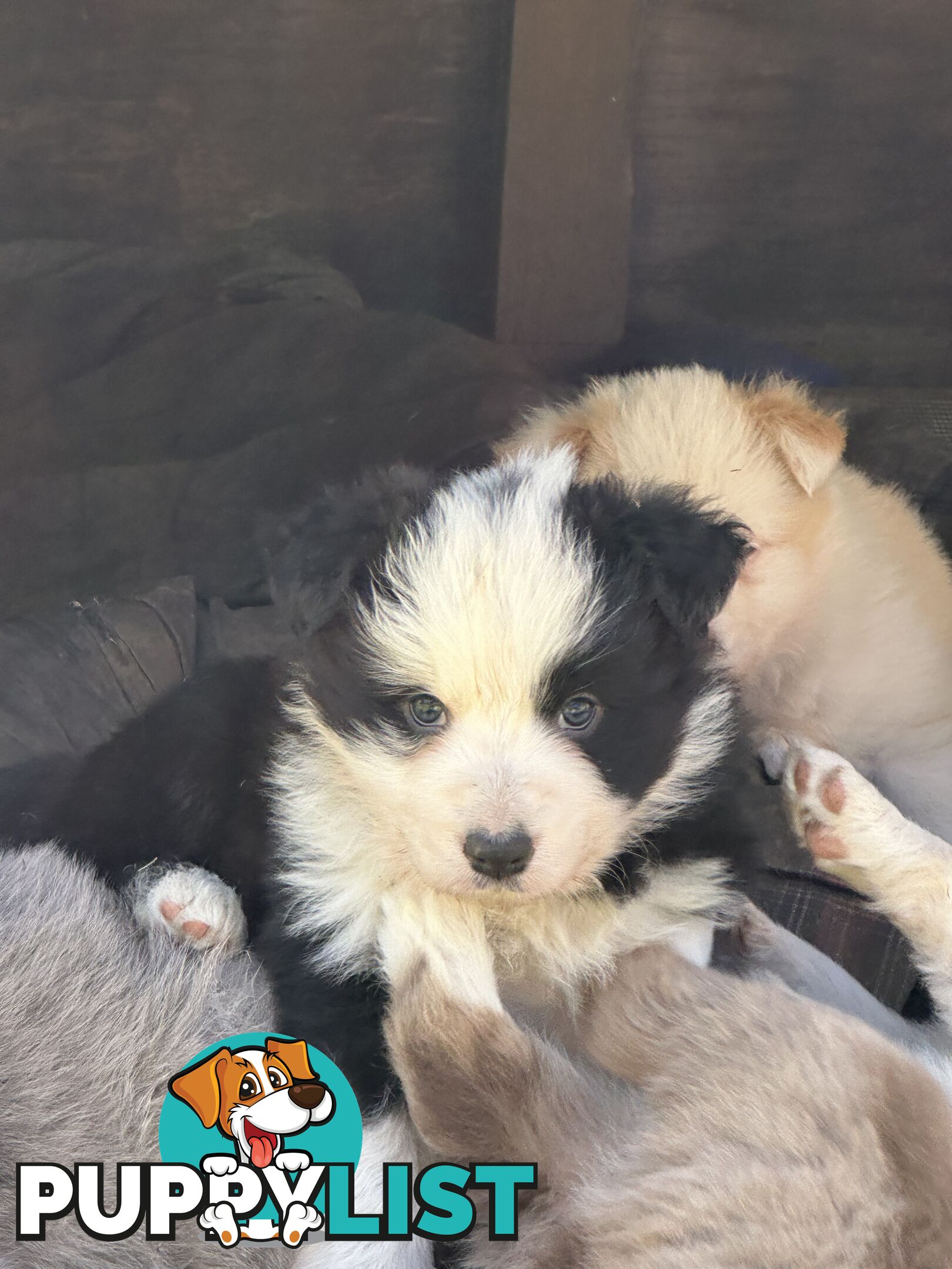 Stunning pedigree border collies