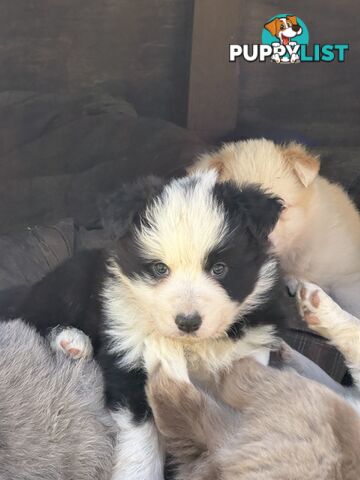 Stunning pedigree border collies