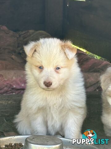 Stunning pedigree border collies