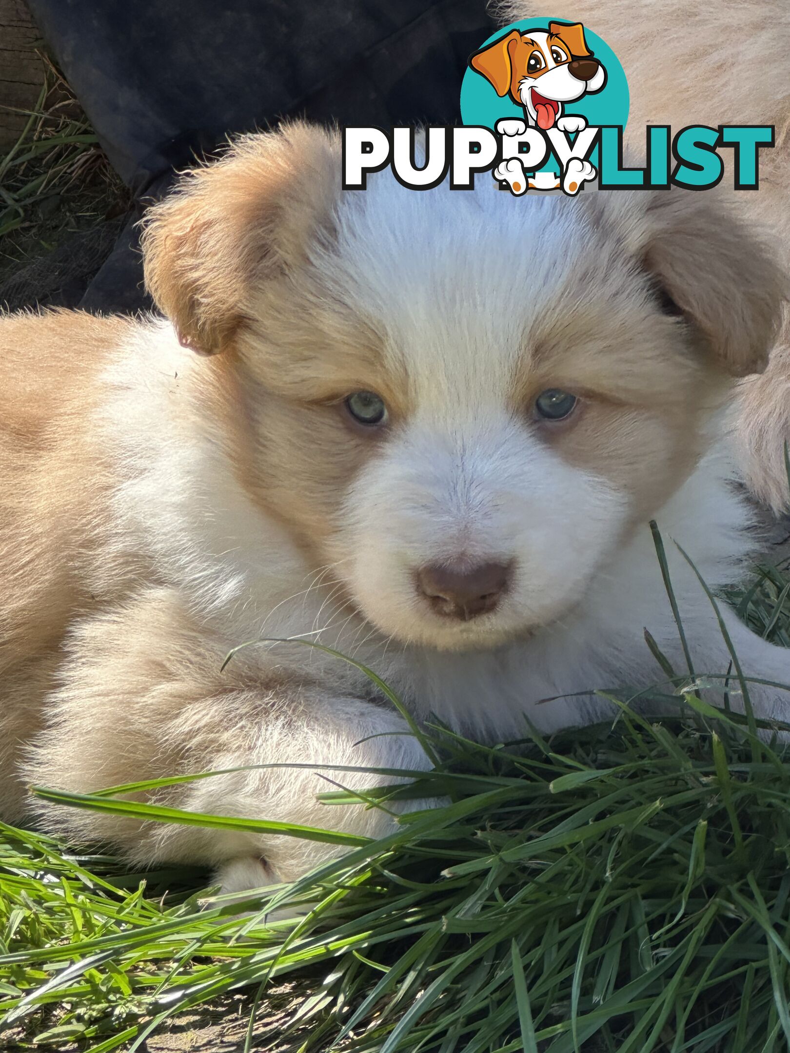 Stunning pedigree border collies