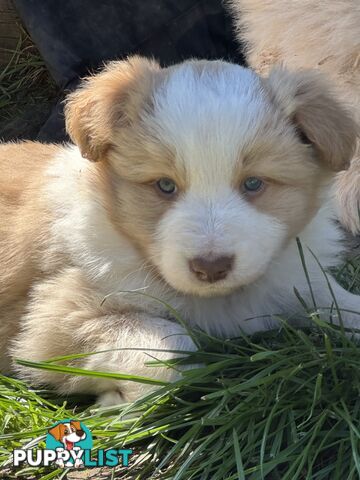 Stunning pedigree border collies