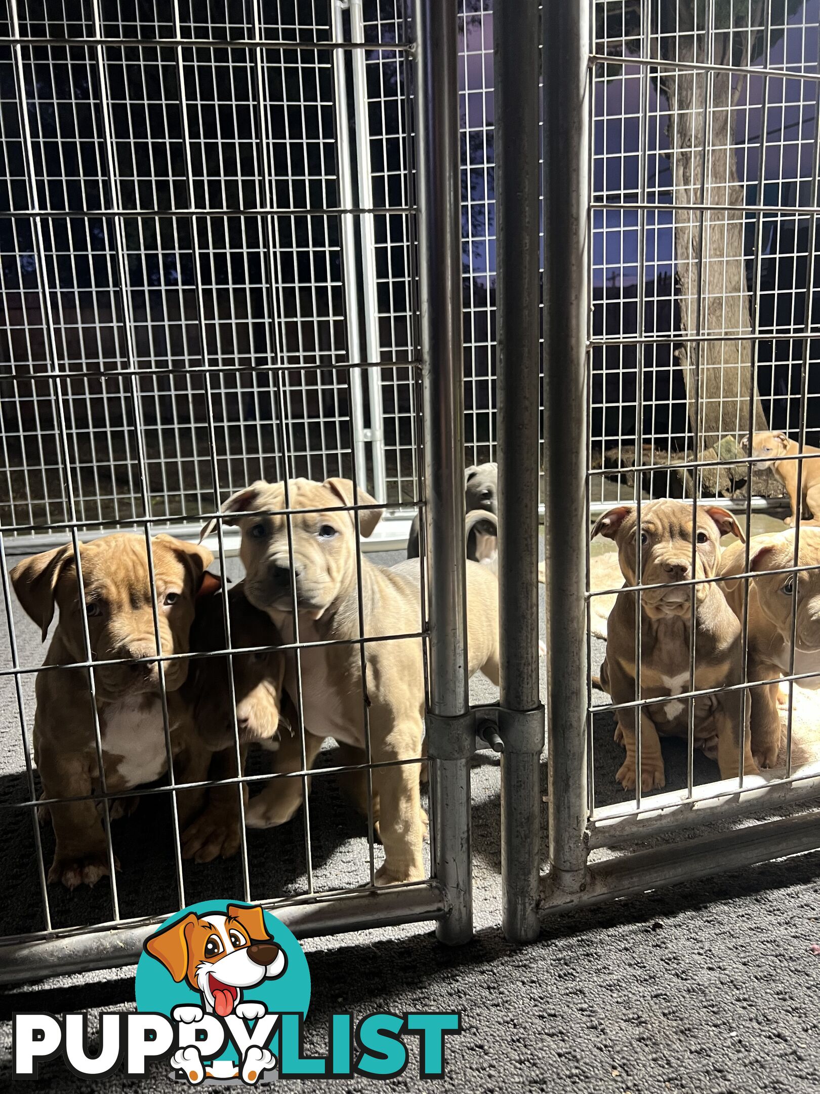 American staffy puppy’s