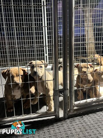 American staffy puppy’s
