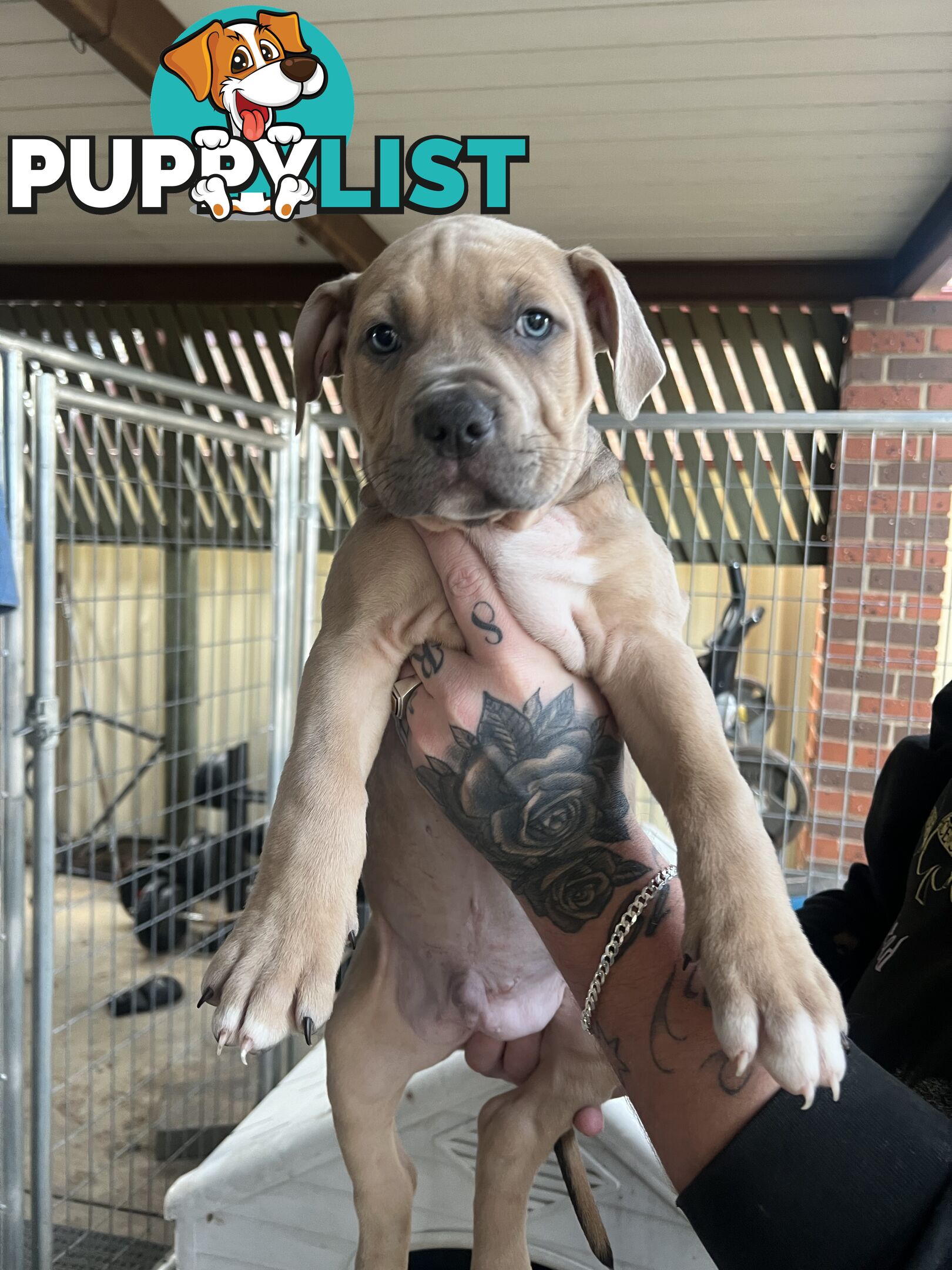 American staffy puppy’s